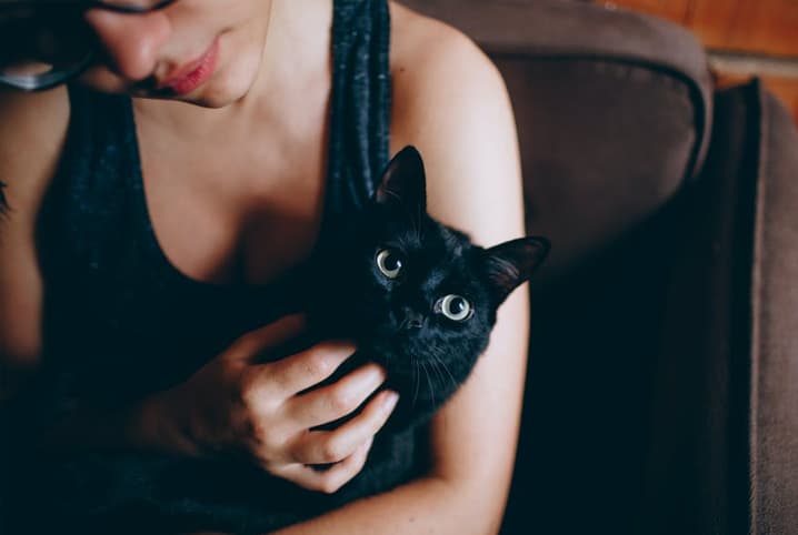 adoção de gato