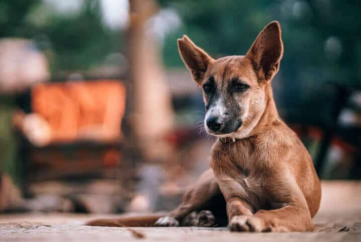 Cachorro abandonado: o que fazer ao encontrar um?
