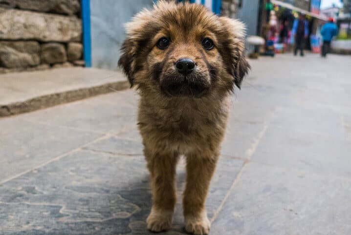Cachorro de rua: 4 dicas para ajudar o pet além da adoção