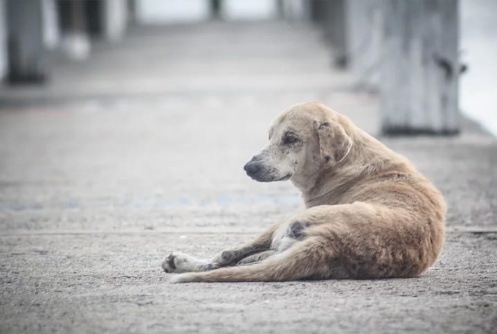 cachorro de rua
