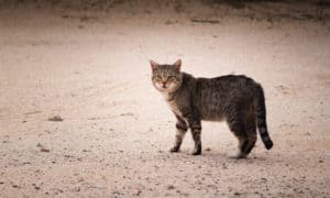 Como cuidar de gatinhos, Blog