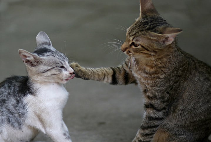 A chegada de um novo gatinho a casa