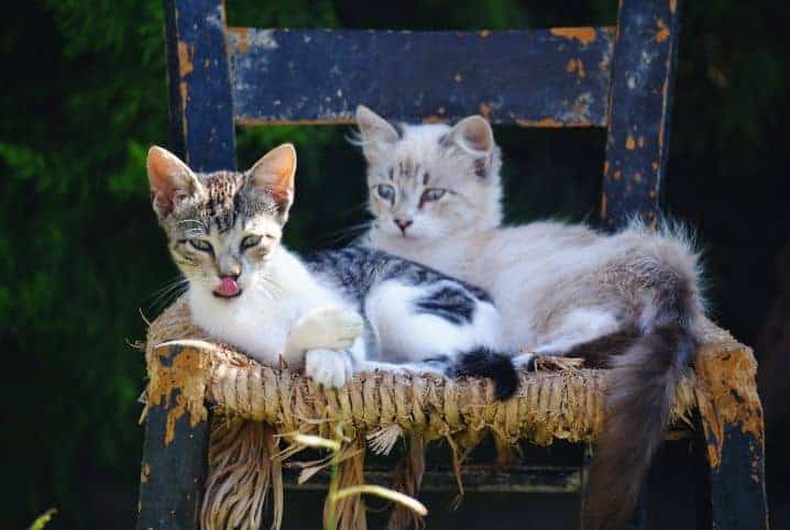adaptação de gatos