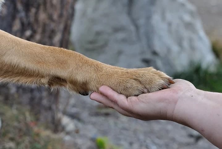 adoção de cachorro