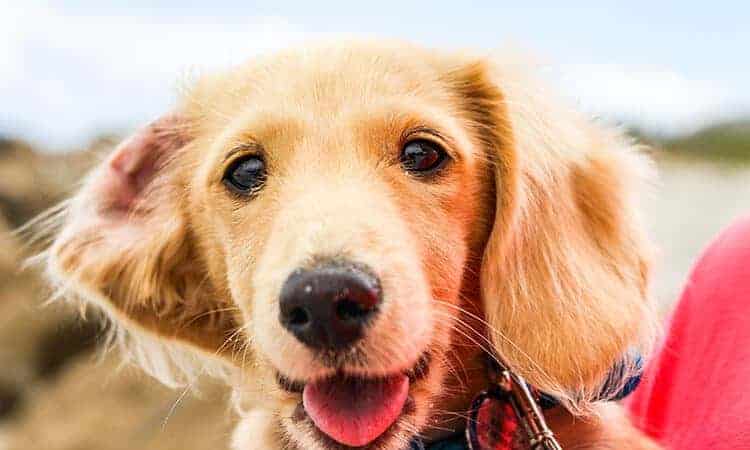 beneficios da castraçao de cachorro