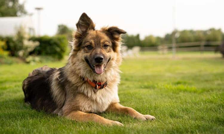 Conheça os benefícios da castração de cachorro