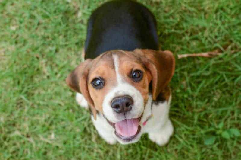 Saiba como adaptar o cachorro ao novo lar