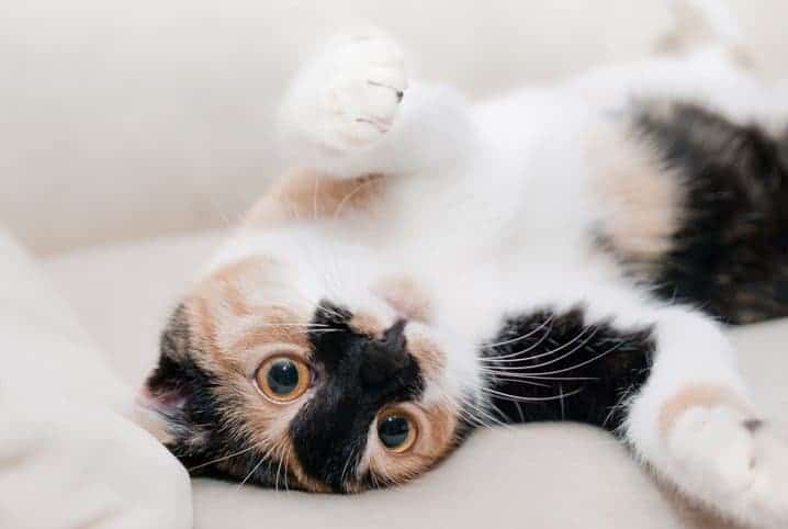Você sabe quais são os benefícios da castração de gatos?