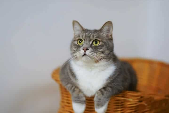 gato em cesta