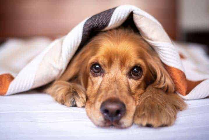 Como adaptar cachorro em apartamento? Descubra!