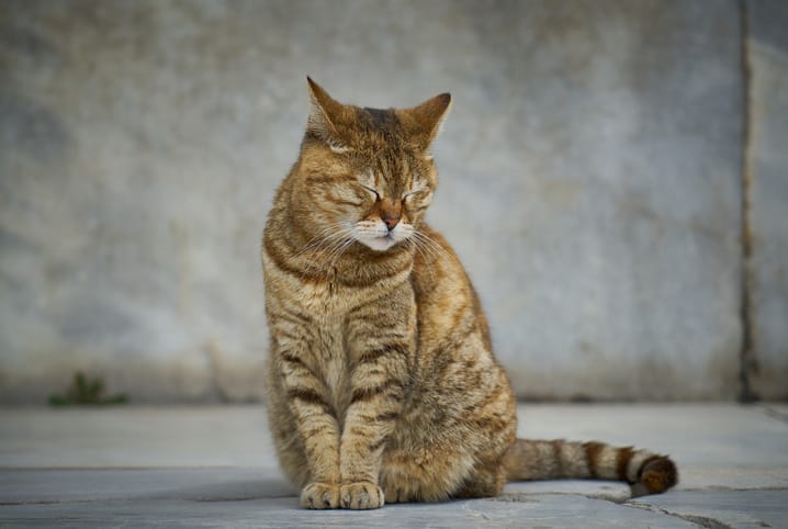 Como cuidar de gatinhos, Blog