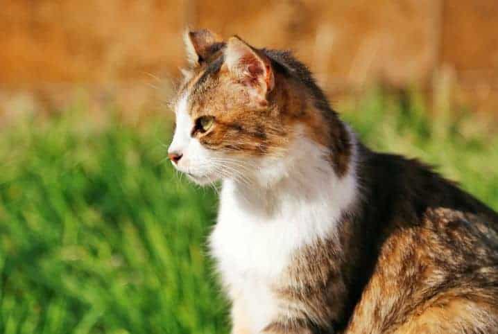 gato de rua