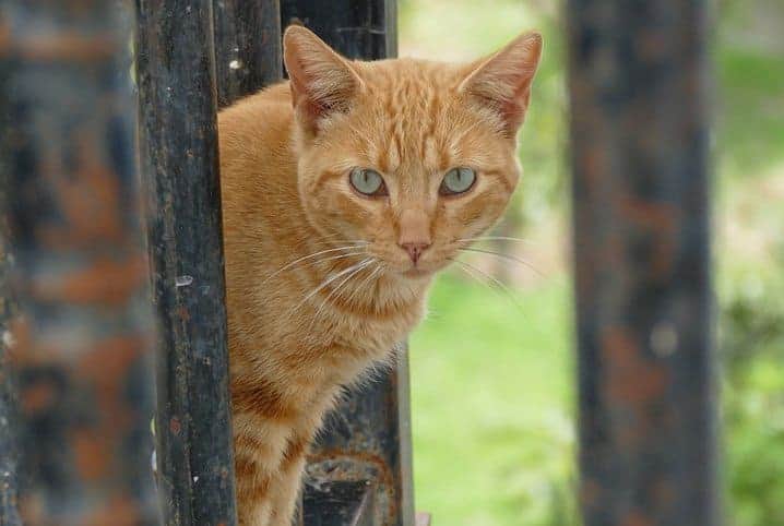 gatos abandonados