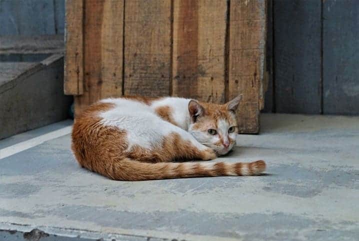 Gatos abandonados: o que fazer ao encontrar um?