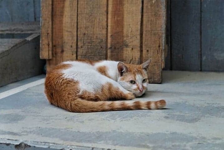 Meu primeiro gato: preparando a casa para recebe-lo