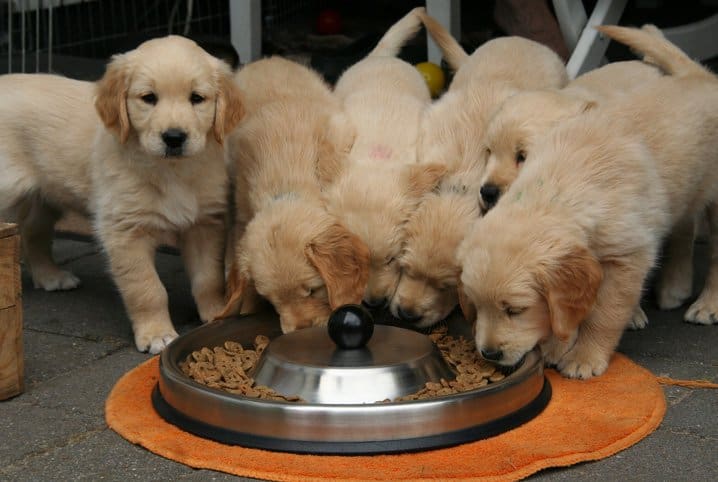 Descubra qual a melhor ração para cachorros