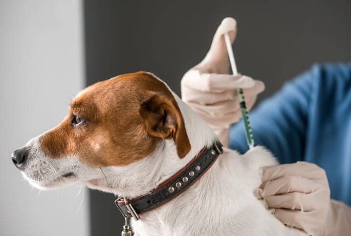 vacinação de cachorro
