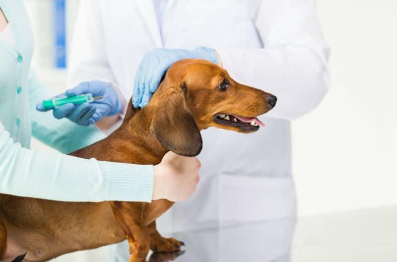 Em dia com a vacinação de cachorro: saiba mais sobre o tema