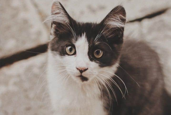 vacinação de gato
