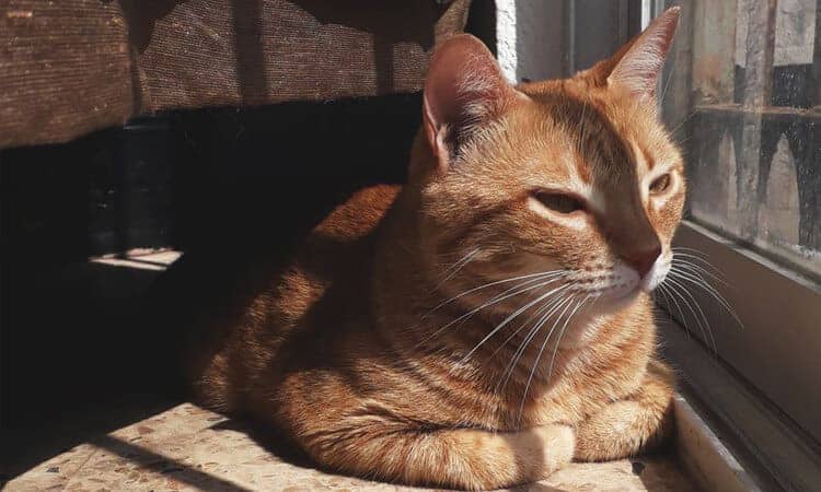 vacinação de gato