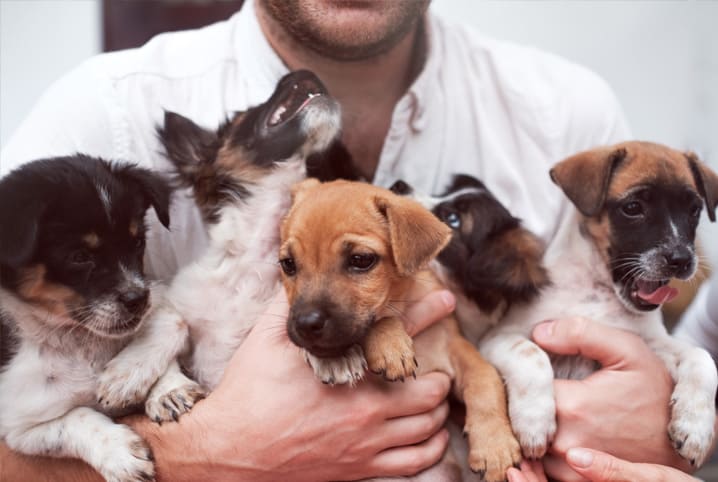 Adoção de cachorros no RJ: onde adotar na cidade