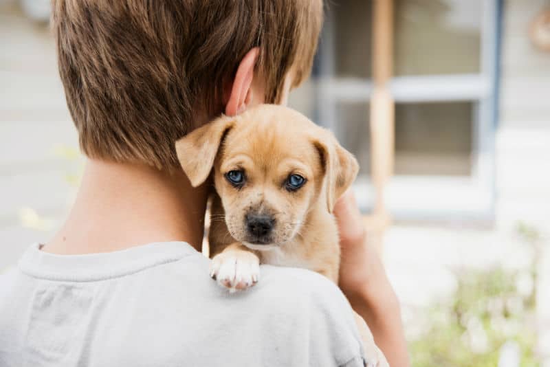 Cachorro filhote no colo de uma criança.
