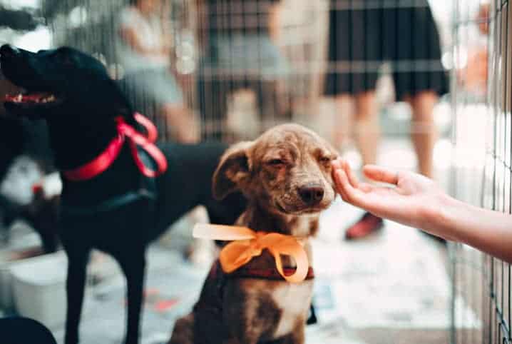 Cachorro vira lata com lacinho laranja no pescoço aguardando para ser adotado.