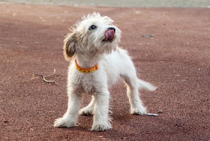 Cachorro vira-lata com pelos brancos e coleira laranja.