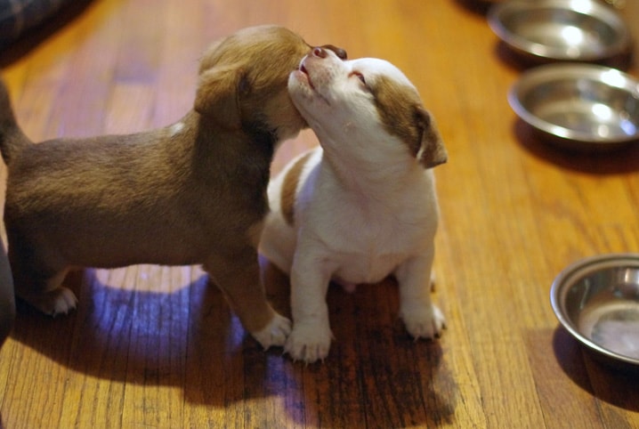 Dois cachorros filhotes se cheirando. 