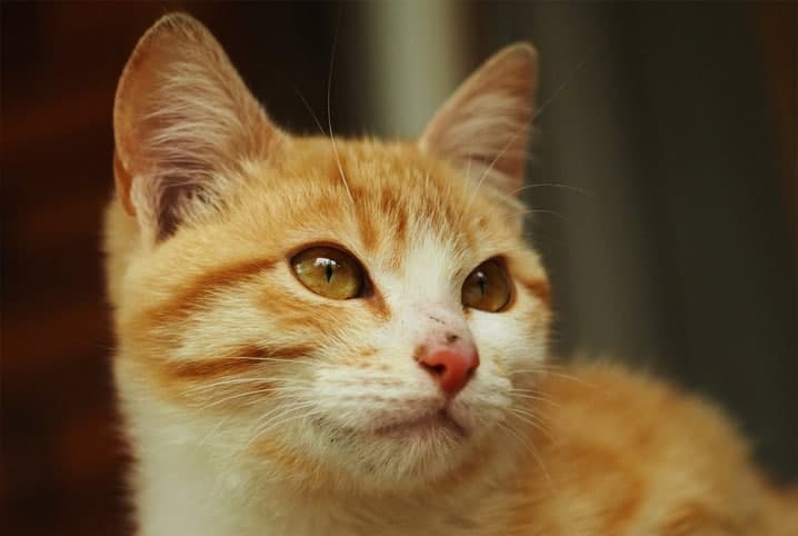 Adoção de gatos em Curitiba: saiba como realizar o processo de forma segura!
