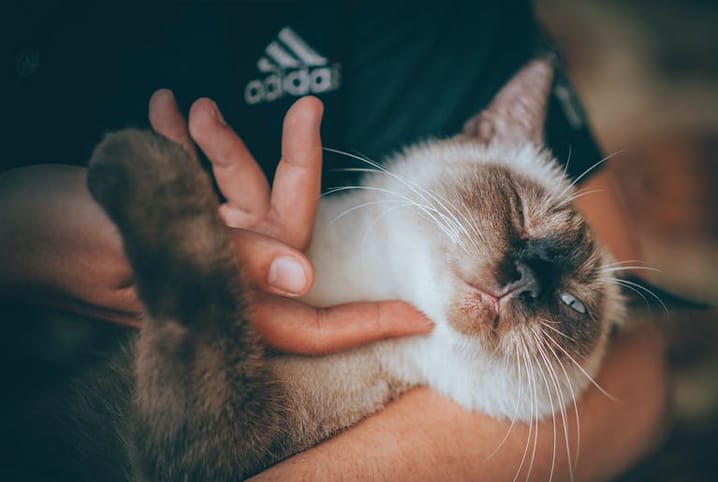 Gatinho no colo do tutor que faz carinho em seu pescoço.