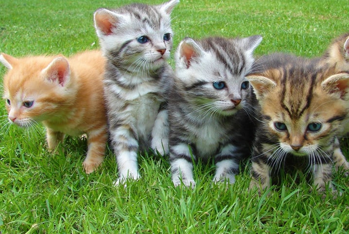 Quatro gatinhos de pelagens diferentes na grama do jardim.
