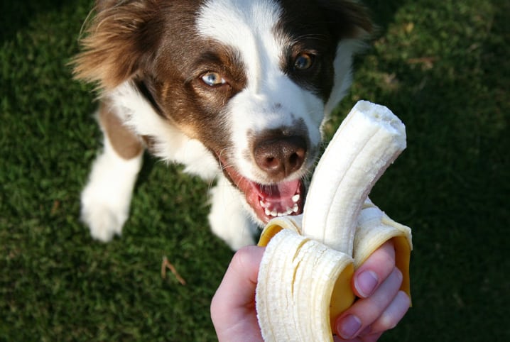 Alimentação natural para cães: saiba mais sobre a opção e veja o que oferecer a seu cachorro!