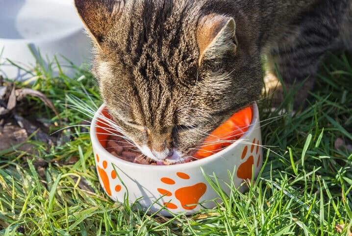 Alimentação natural para gatos: saiba o que oferecer para seu pet!