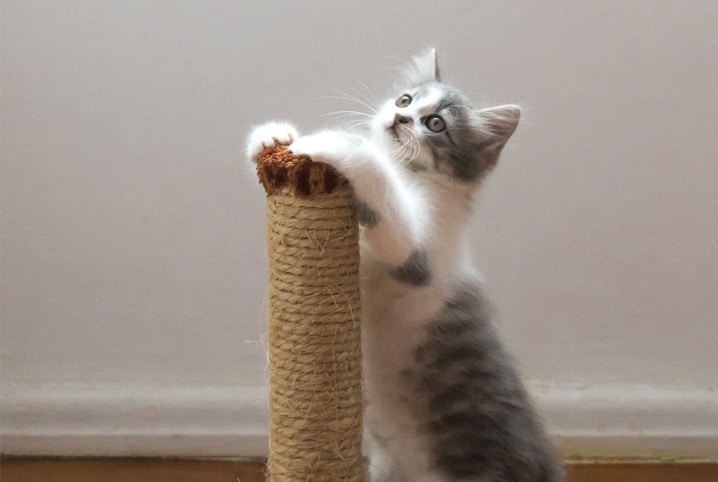 Gato filhote pendurado no arranhador.