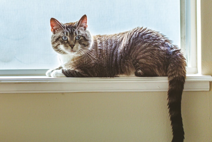 Gato deitado na janela.