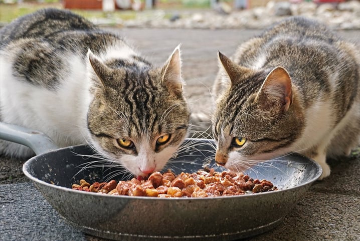Gatos para adoção em Salvador: saiba como funciona o processo